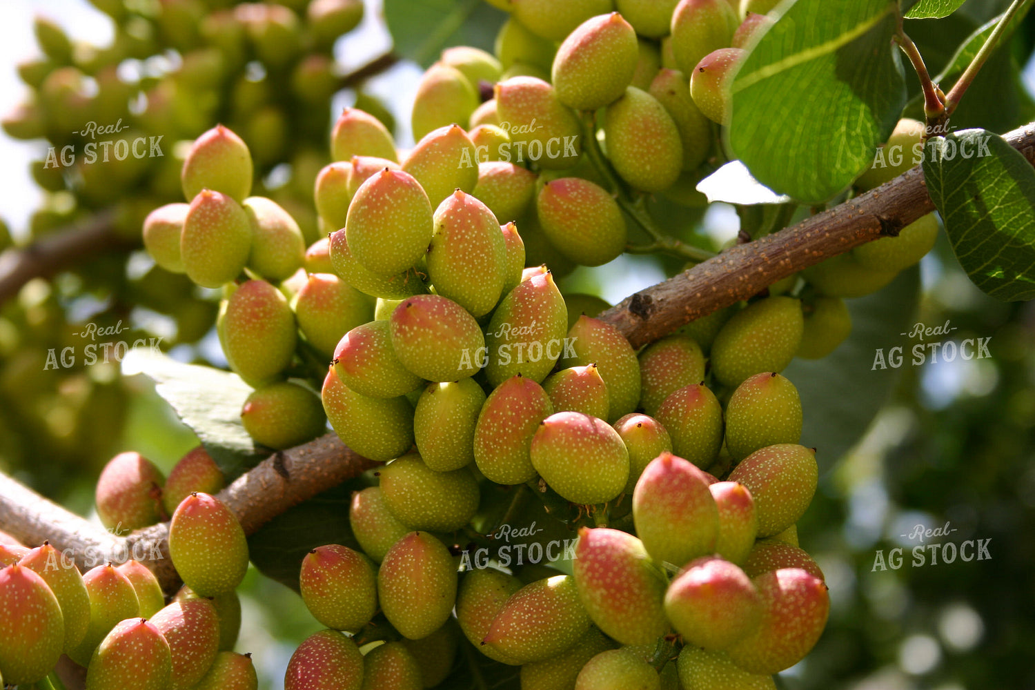 Pistachios 188060