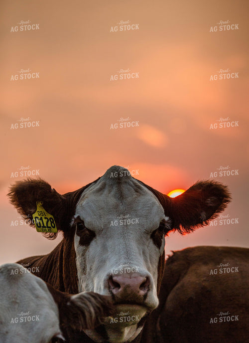 Hereford Cow Face 81097