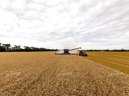 Wheat Harvest 115965