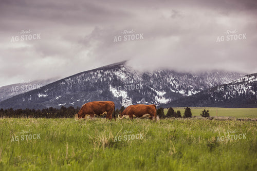 Hereford Cattle in Pasture 81117