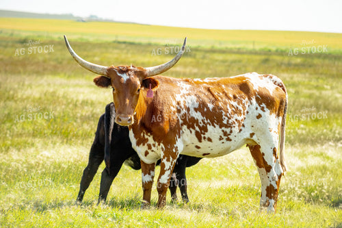 Longhorn Cattle Cow Calf Pair 155317