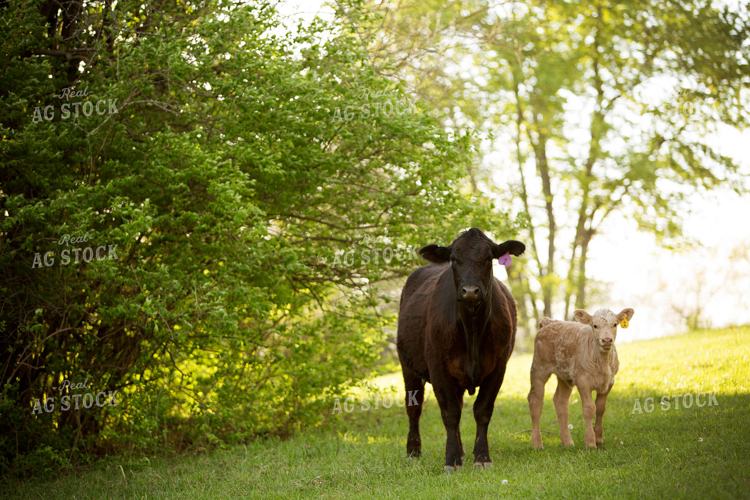Calf - Charolais and Angus Cross 19