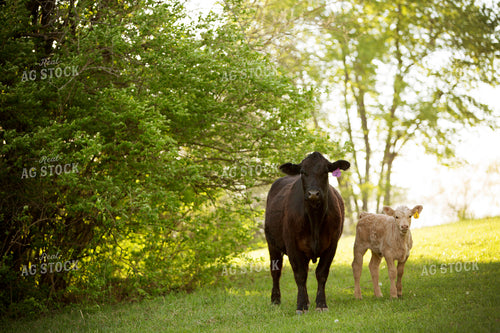 Calf - Charolais and Angus Cross 19