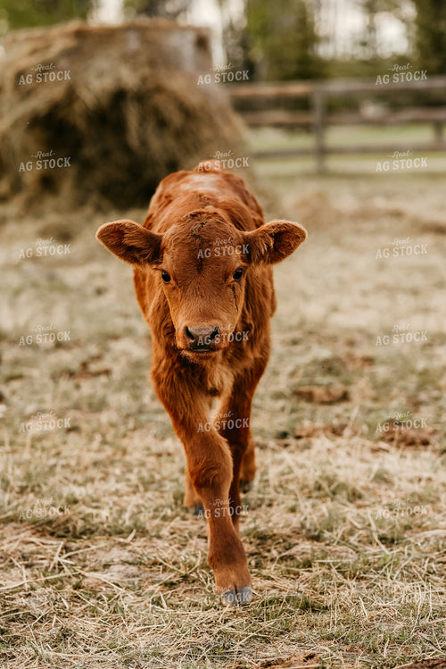 Calf in Pasture 64145