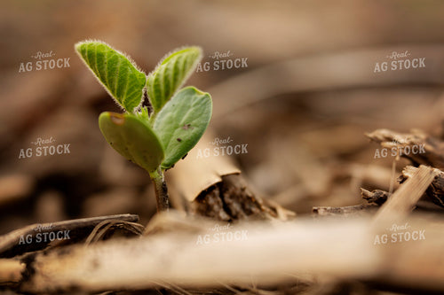 Early Season Soybeans 9679
