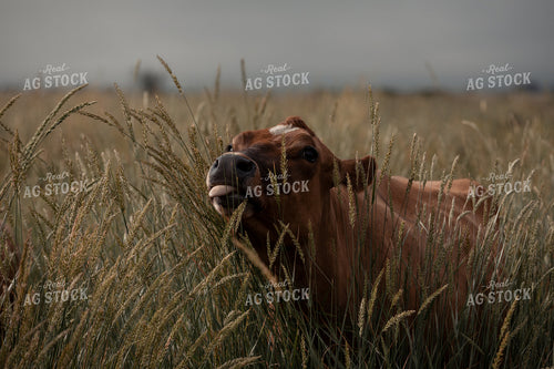 Cow in Tall Grass 304018