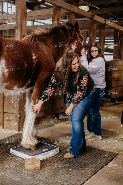 Veterinarian Completing X-Ray on Clydesdale Horse 281065