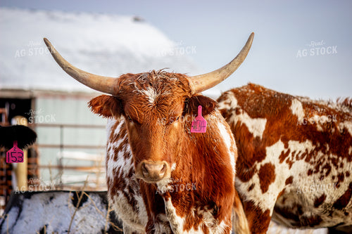 Longhorn Cow 155081