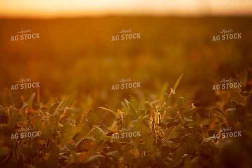 Soybeans - Mid-Season 2374