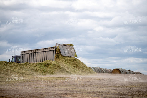 Silage Harvest 212069