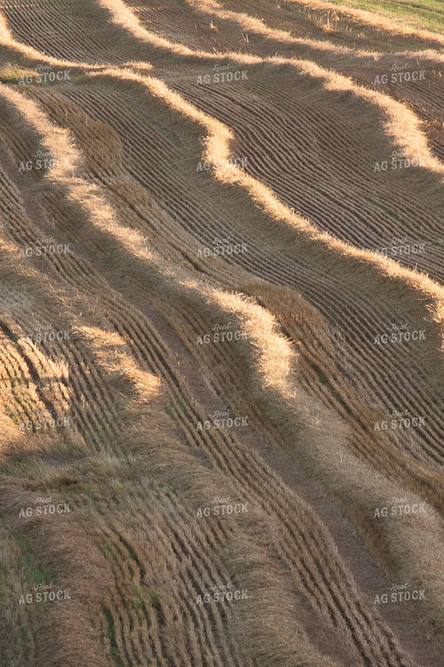 Cut Wheatlage 145083