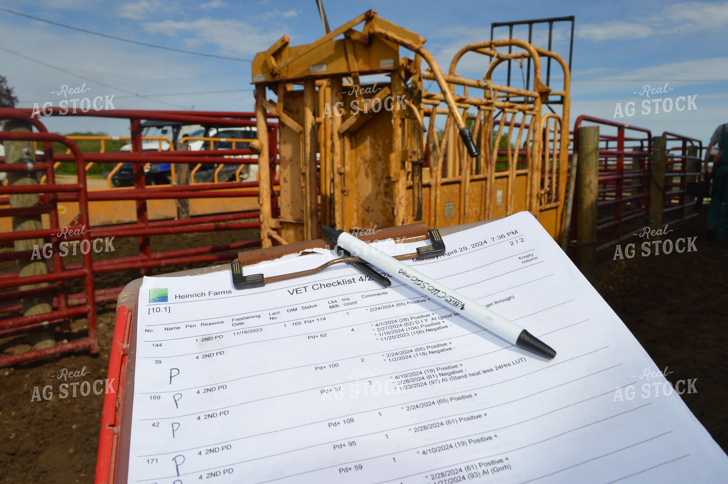 Vet Clipboard while Checking Cattle 206015