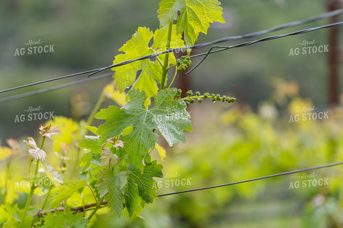 Vineyard Grape Production 107054