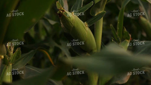Corn Video - Ear of Corn through Leaves 2 2318