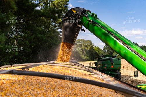Corn Harvest 128043