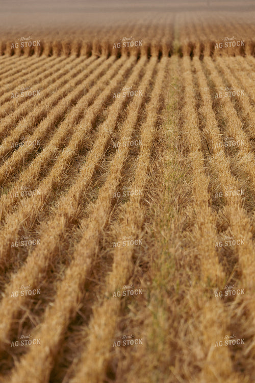 Cut Wheat Row 187264