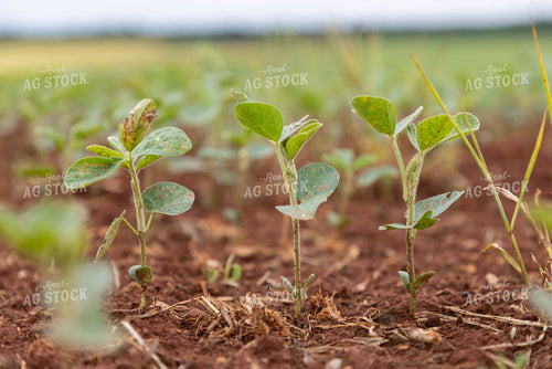 Close Up of Early Growth Soybeans 79294