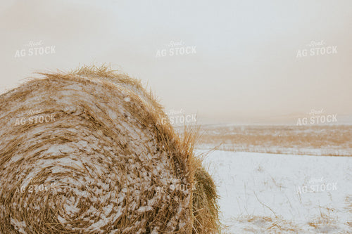 Hay Covered in Snow 61152