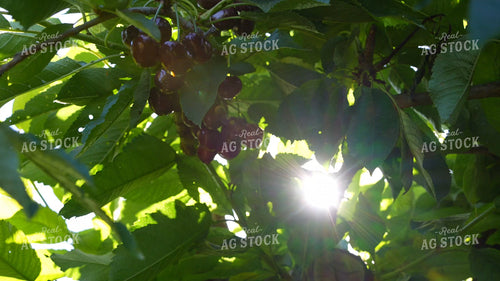 Cherries 65910