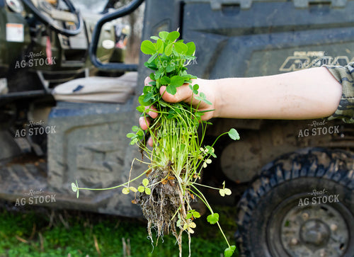 Uprooted Clover 79231