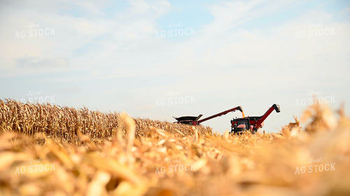 Combine Unloading Corn into Auger Wagon on the Go 25605