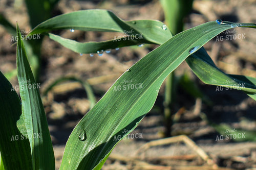 Corn Leaves 156099