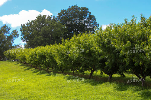 Peach Orchard 130039
