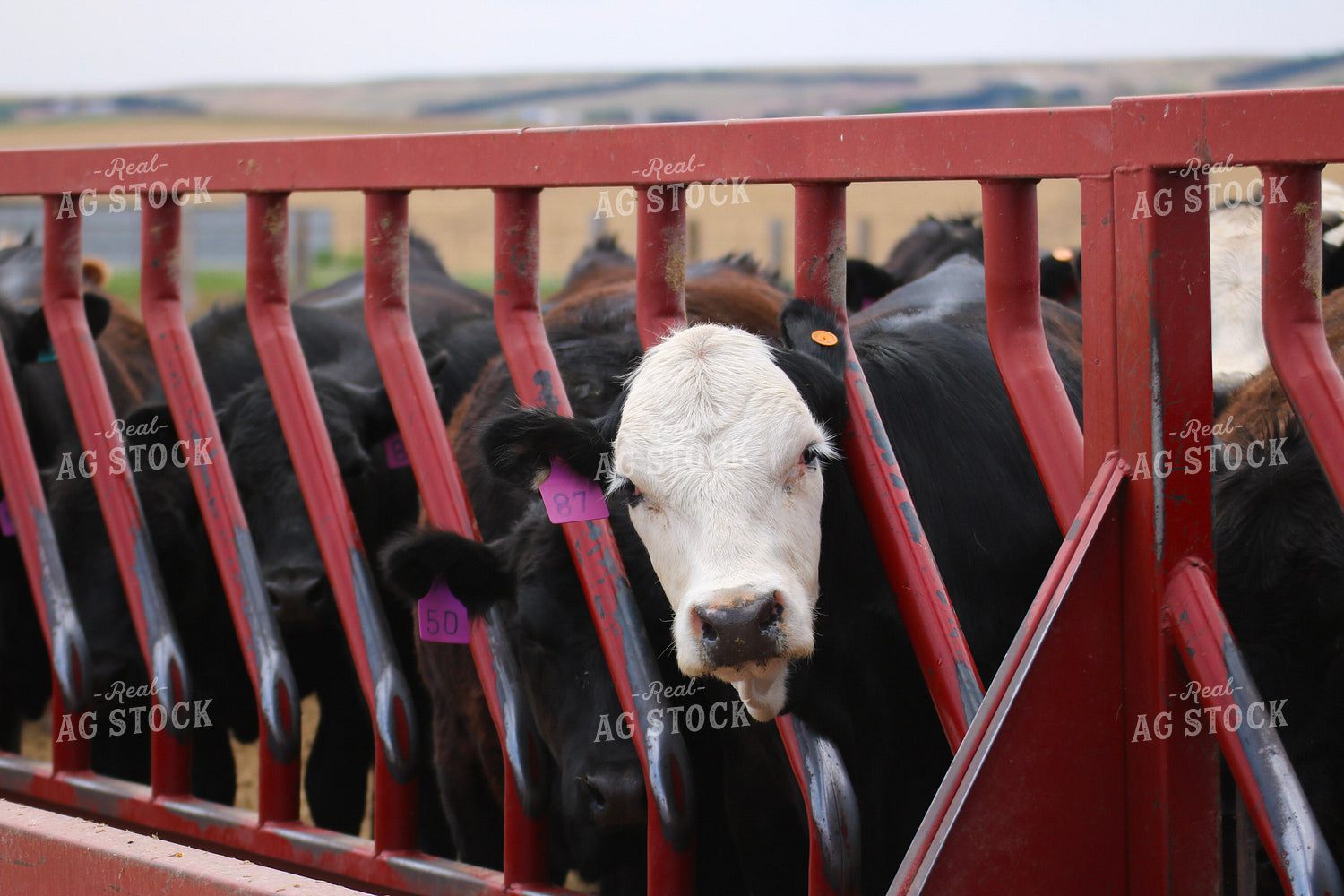 Feeding Cattle 82404
