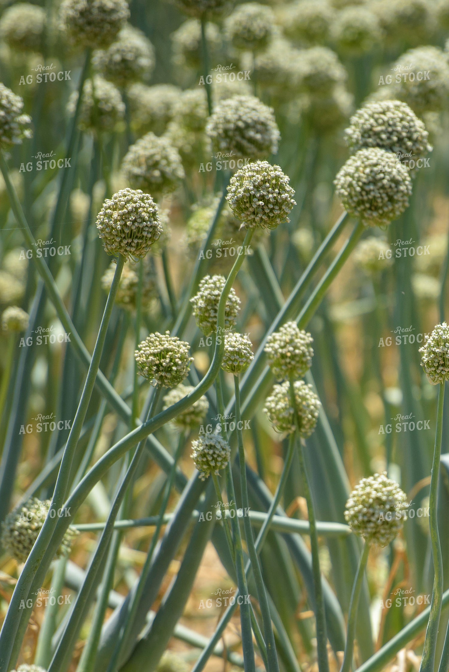 Commercial Onion Seed Flowering 57008