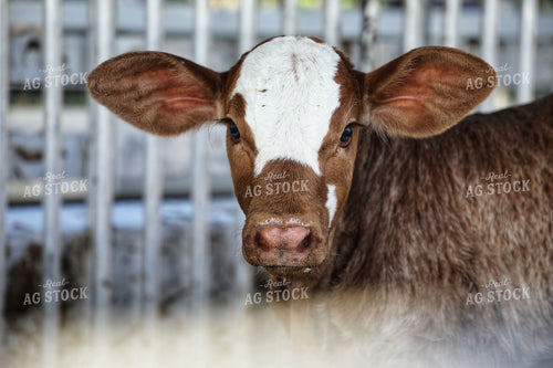 Calf 210018
