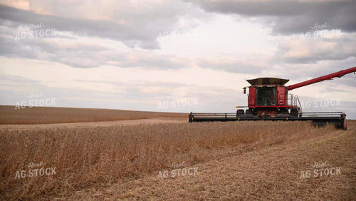 Harvesting Soybeans on Flat Ground - 502