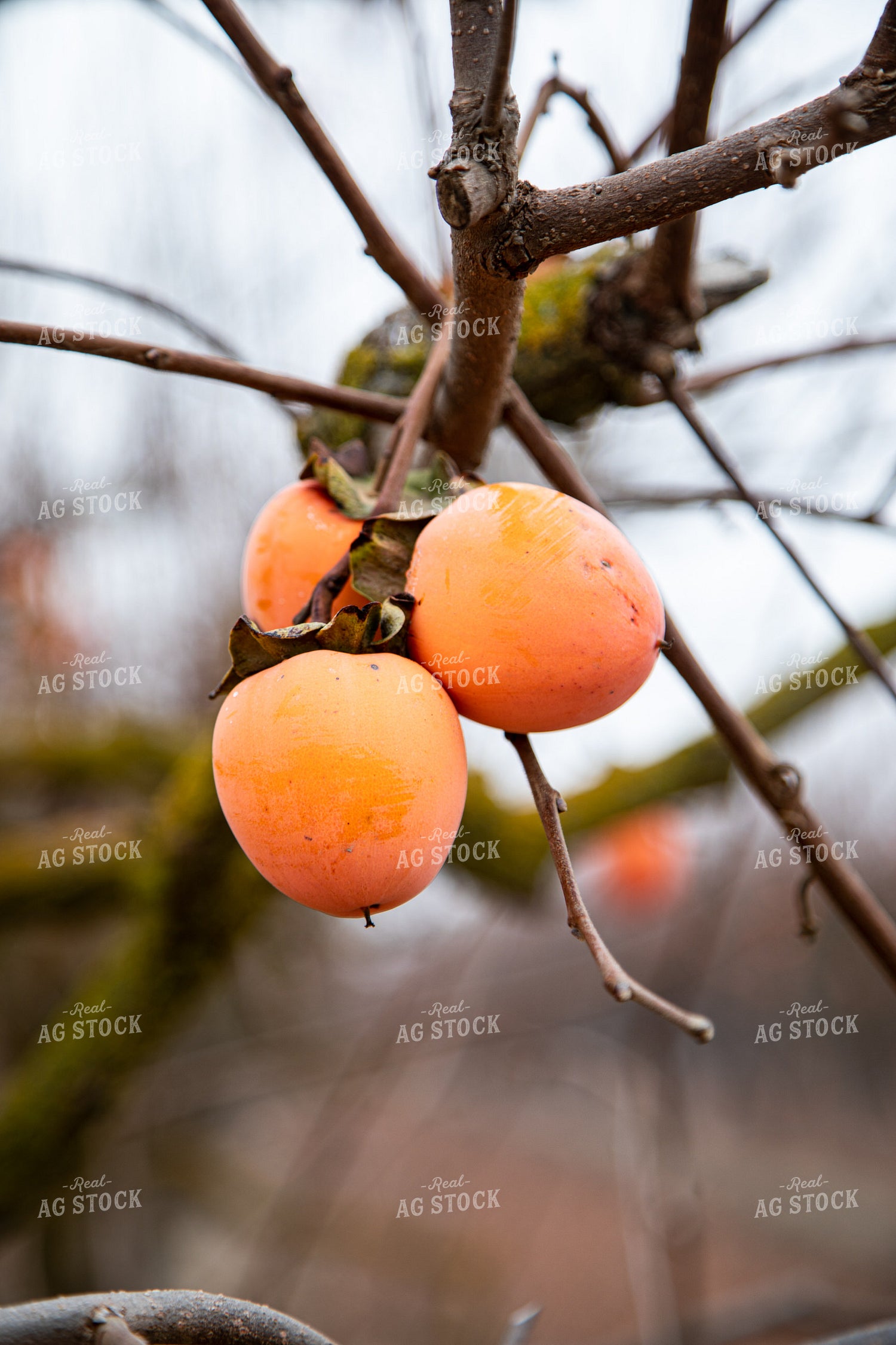 Persimmon Orchard in Winter 276092