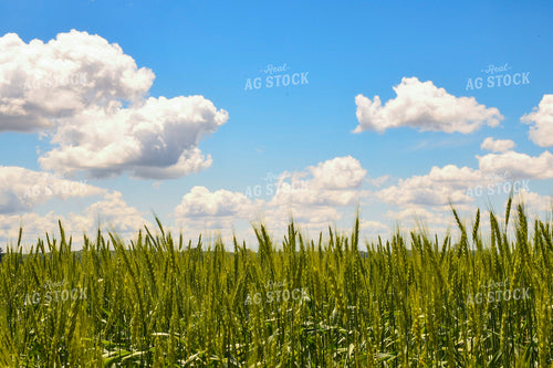 White Clouds over Corn Tassels 191153