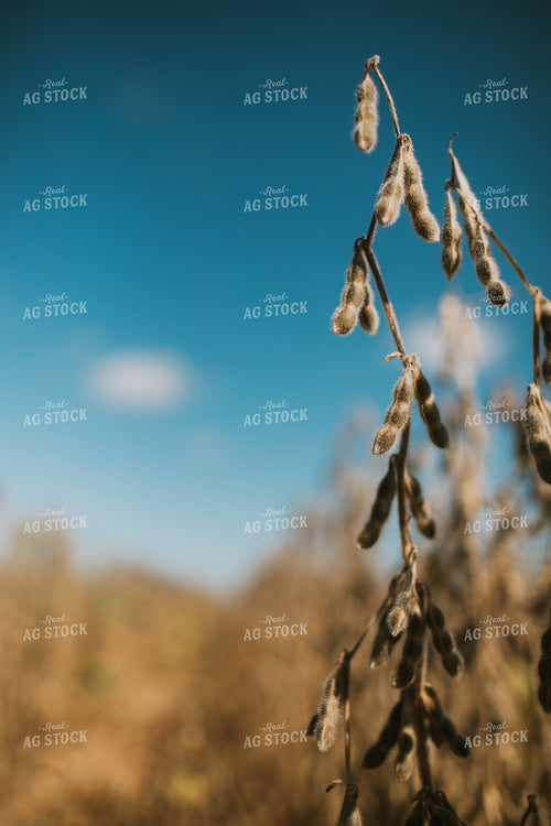 Dried Soybeans 4706