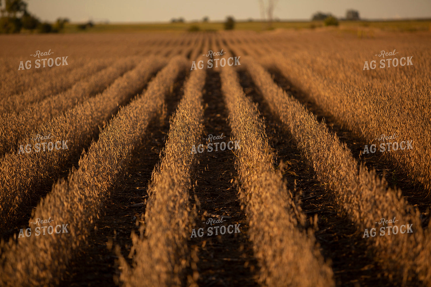 Soybeans - Dry 2449