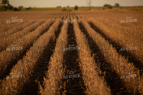 Soybeans - Dry 2449