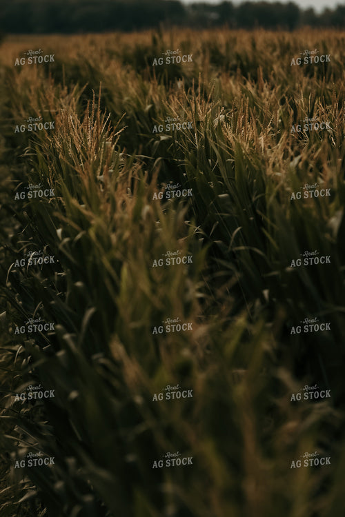 Crop Duster Corn Field 3136