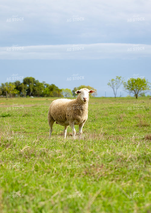 Dorper Ewes in Pasture 134024