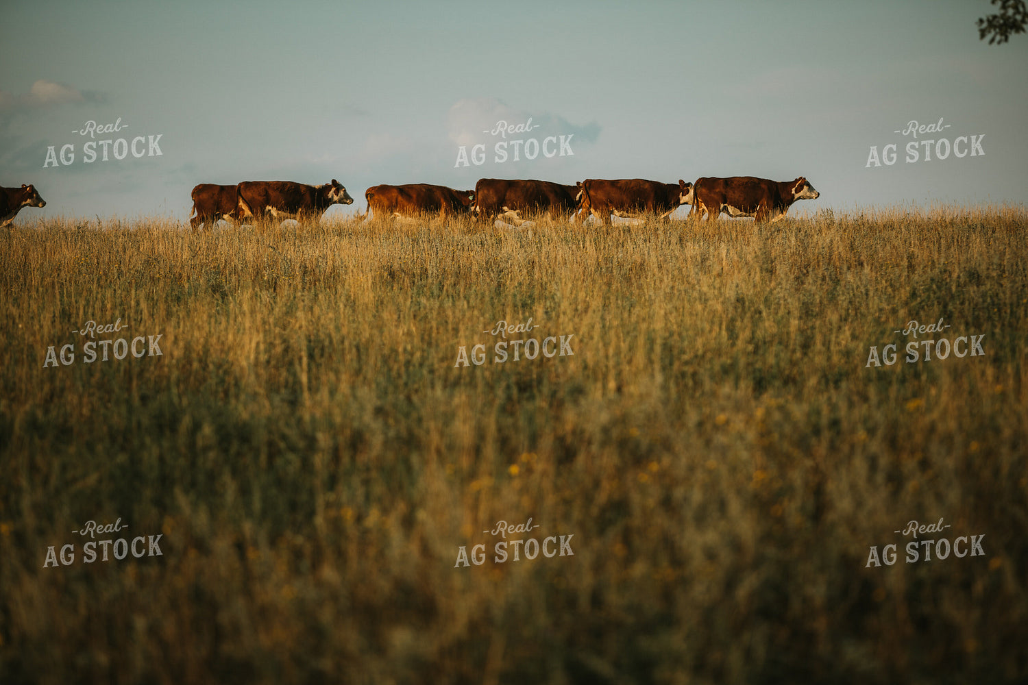 Hereford Cattle in Pasture 6402