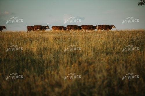 Hereford Cattle in Pasture 6402