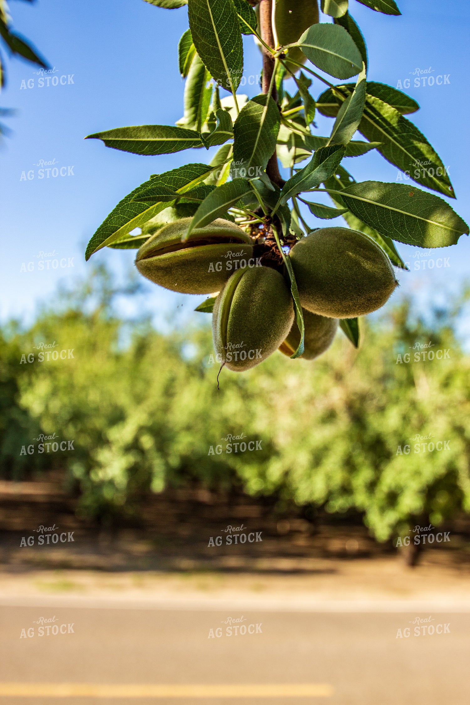 Almond Tree 105023