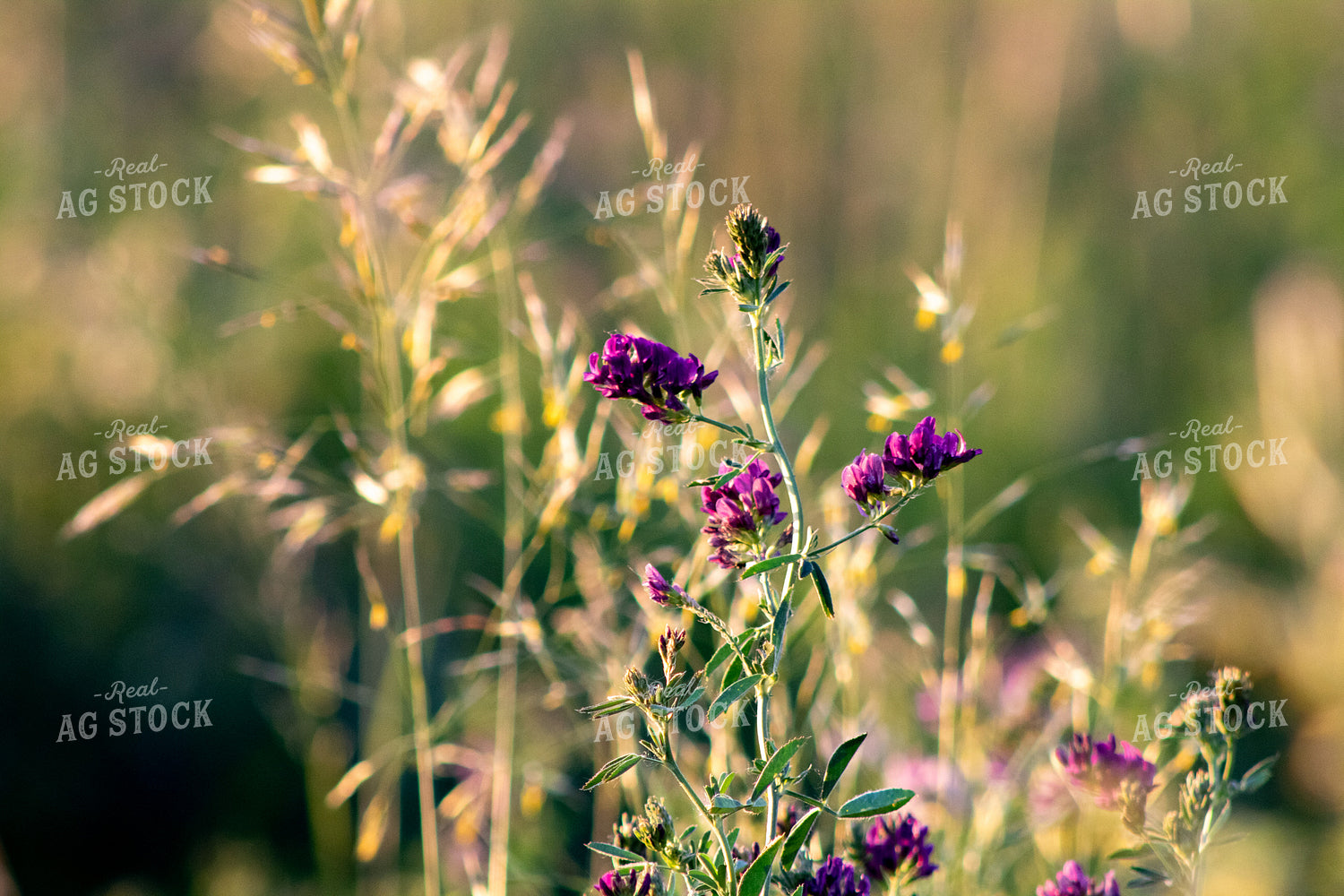 Alfalfa Close Up 214325