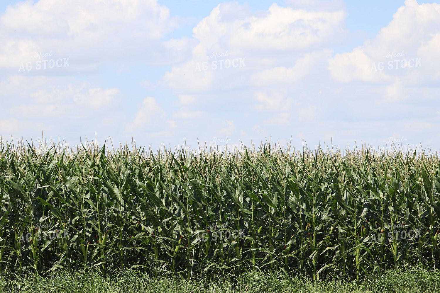 Field of Tasseling Corn 102030