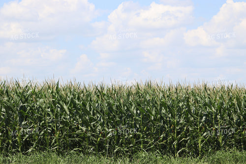Field of Tasseling Corn 102030