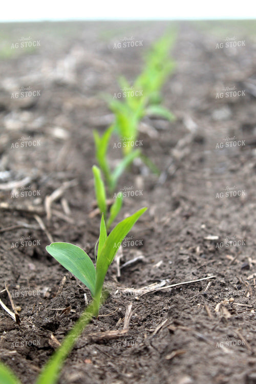 Early Growth Corn 141117