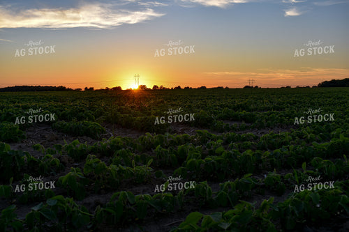 Soybean Field at Sunrise 156118