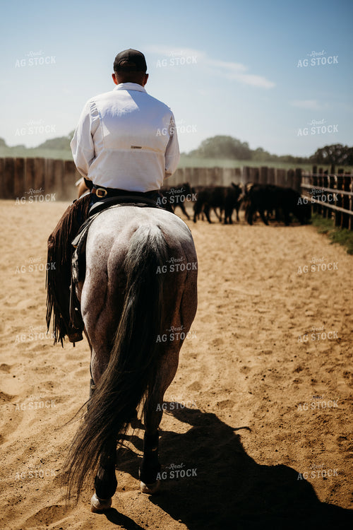 Sorting Cattle on Horseback 281102