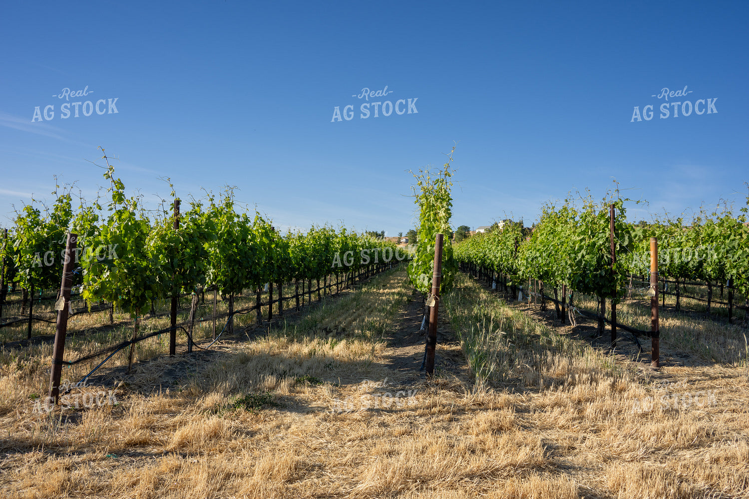 Vineyard 65793