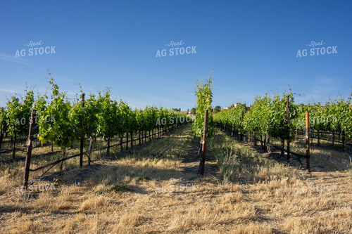 Vineyard 65793