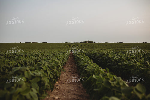 Soybean Field 4619
